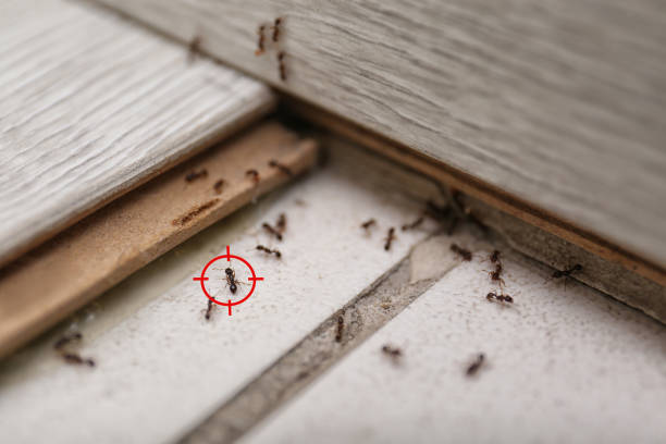 Best Exterminator Services  in Sutherland, NE